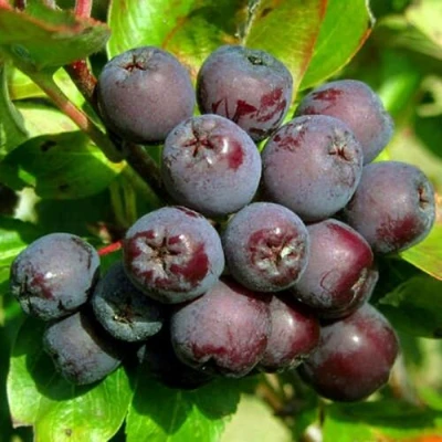 Рябина ЛИКЁРНАЯ сладкоплодная в Ярославле