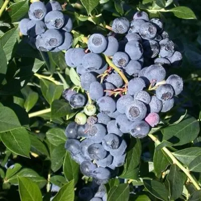 Голубика БОНУС в Ярославле