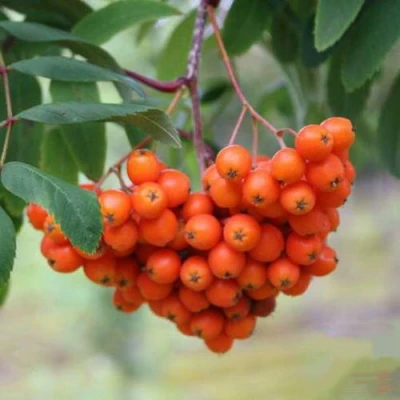 Рябина ВЕФЕД сладкоплодная в Ярославле