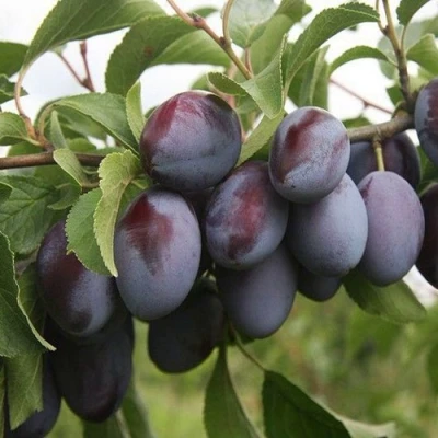 Слива РЕНКЛОД в Ярославле