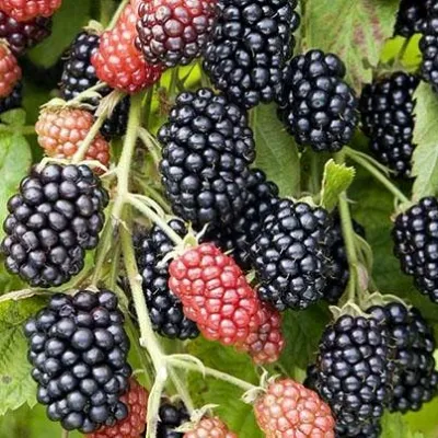 Ежевика НАВАХО бесшипная в Ярославле