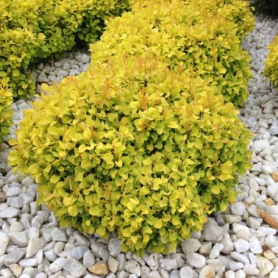 Барбарис БОНАНЗА ГОЛД тунберга в Ярославле