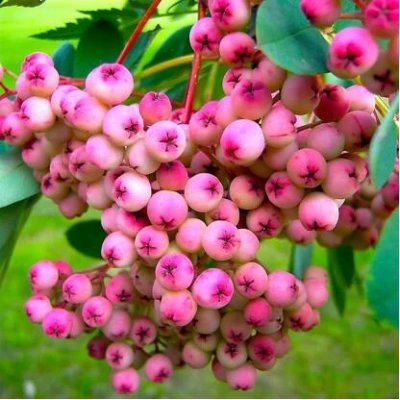 Рябина ПИНК сладкоплодная в Ярославле