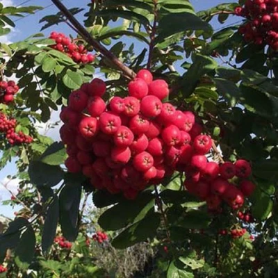 Рябина МОРАВСКАЯ сладкоплодная в Ярославле