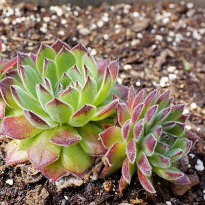 Молодило РУССКОЕ в Ярославле