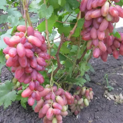 Виноград ЮЛИАН в Ярославле