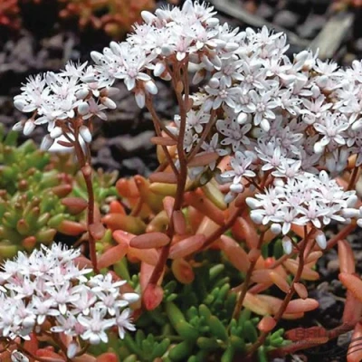 Очиток (седум) КОРАЛ КАРПЕТ белый в Ярославле