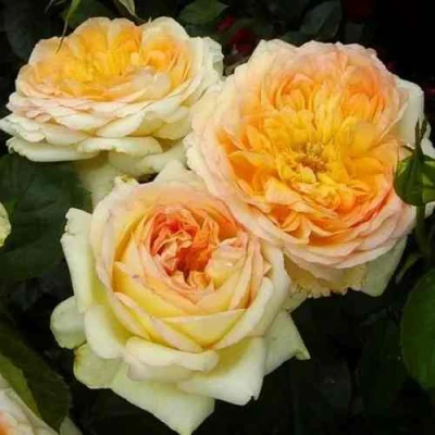 саженцы розы Альфонс Доде