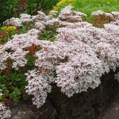 Очиток (седум) МУРАЛЕ белый в Ярославле