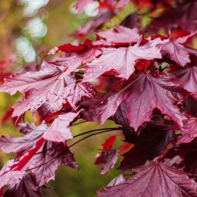 Клен РОЯЛ РЕД остролистный в Ярославле