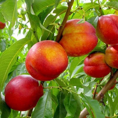 Нектарин ХАРБЛЕЙЗ в Ярославле
