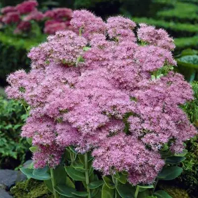 Очиток (седум) БРИЛЛИАНТ в Ярославле