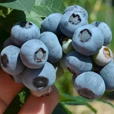 Голубика СИЕРРА в Ярославле