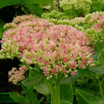 Очиток (седум) БРИЛЛИАНТ в Ярославле