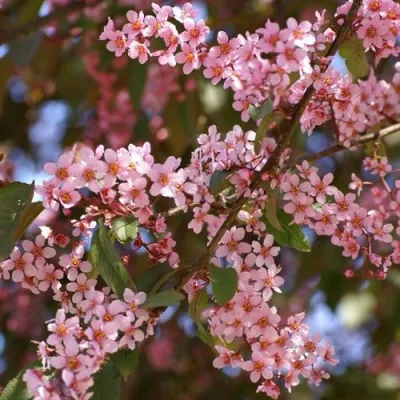 Черемуха КОЛОРАТА в Ярославле