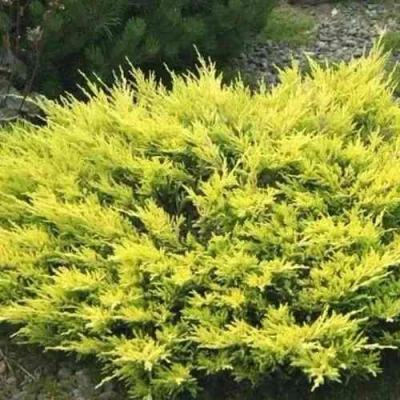 Можжевельник ЛАЙМ ГЛОУ горизонтальный в Ярославле