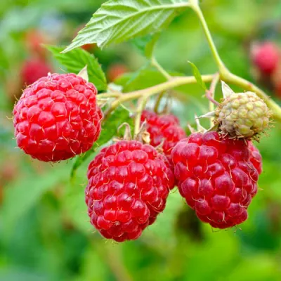 Малина РУБИФОЛ в Ярославле