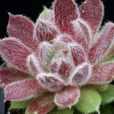 Молодило ТАРАНТУЛА в Ярославле