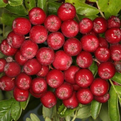 Рябина РУБИНОВАЯ сладкоплодная в Ярославле