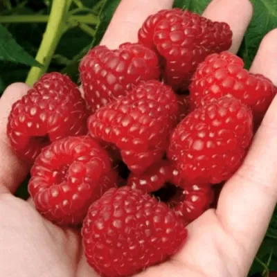 Малина РУБИФОЛ в Ярославле