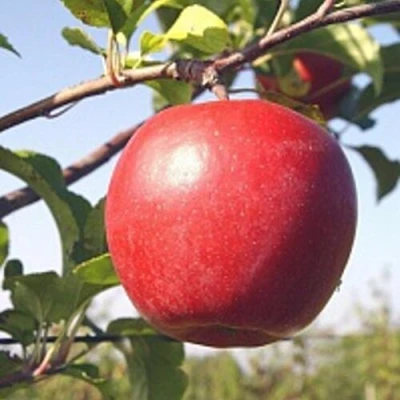 Яблоня ЛИГОЛ в Ярославле