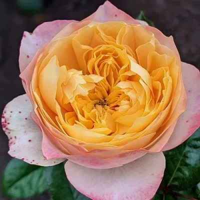 саженцы розы Голден Вувела