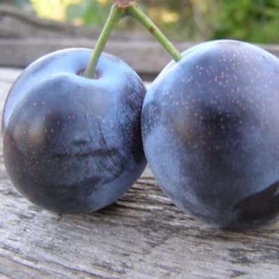 Слива БЛЮФРИ в Ярославле