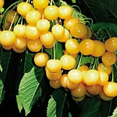 Черешня ДРОГАНА ЖЁЛТАЯ в Ярославле