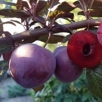 Слива ПАННА  в Ярославле
