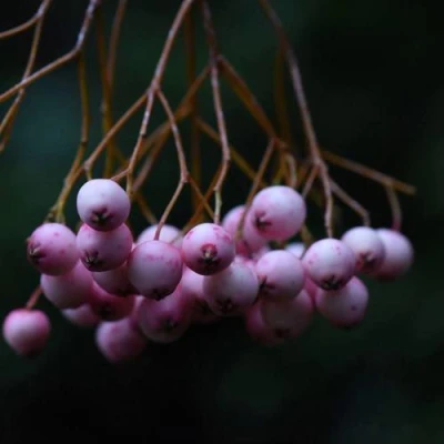 Рябина ПЕКИНСКАЯ сладкоплодная в Ярославле