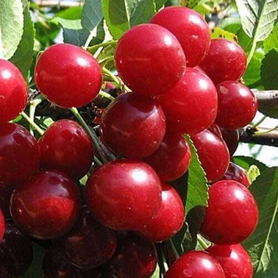Вишня ГЛУБОКСКАЯ в Ярославле