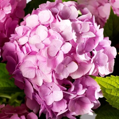 гортензия Букет роуз