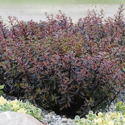 Очиток (седум) САНСПАРКЛЕР ДЖЕЙД ТАФФЕТ в Ярославле