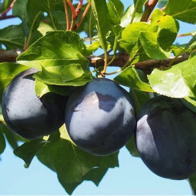 Слива ВОЛАТ в Ярославле