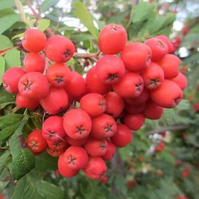 Рябина НЕВЕЖИНСКАЯ сладкоплодная в Ярославле