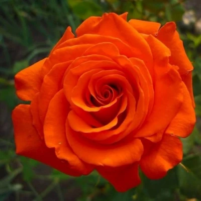 саженцы розы Анжелика