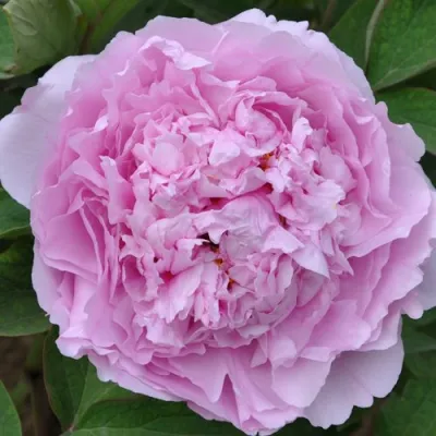 Пион ПРОЗРАЧНАЯ РОСА древовидный в Ярославле