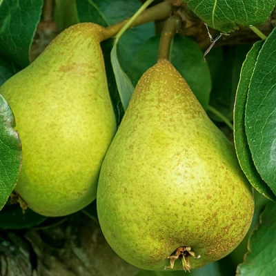 Груша Г-6 колонновидная в Ярославле