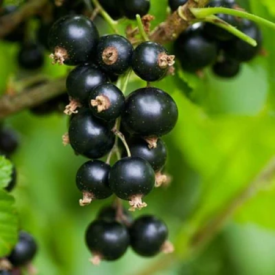 Смородина черная ОРЛОВСКАЯ СЕРЕНАДА в Ярославле