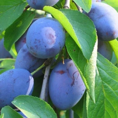 Слива ПЕРДРИГОН в Ярославле