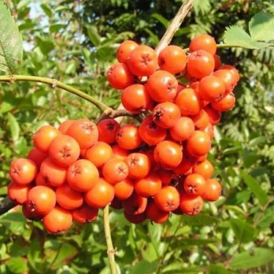 Рябина КОНЦЕНТРА сладкоплодная в Ярославле