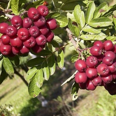 Рябина БУРКА сладкоплодная в Ярославле