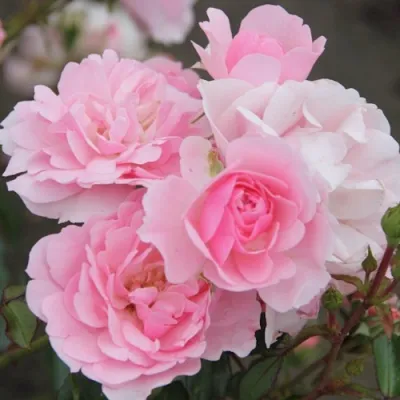 Роза БОНИКА флорибунда в Ярославле