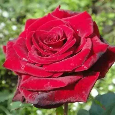 саженцы розы Гранд Гала