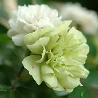 саженцы розы грин айс