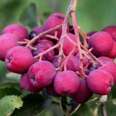 Рябина ДЕСЕРТНАЯ МИЧУРИНА сладкоплодная в Ярославле