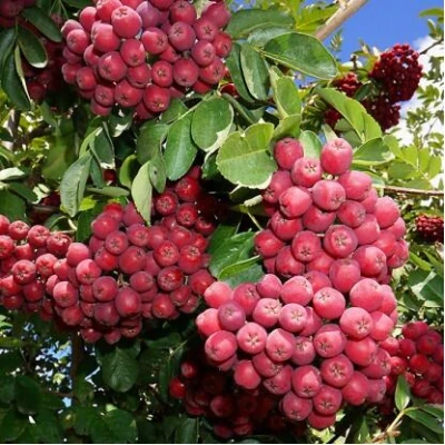 Рябина ГРАНАТНАЯ сладкоплодная в Ярославле