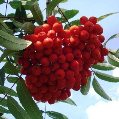 Рябина САХАРНАЯ ПЕТРОВА сладкоплодная в Ярославле