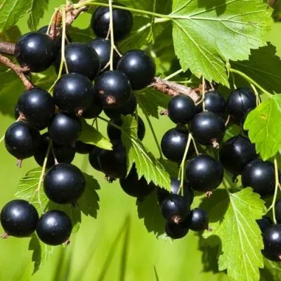 Саженцы смородины оптом  Саженцы смородины оптом в Ярославле