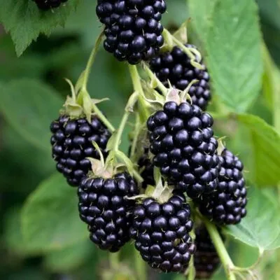 Ремонтантная в Ярославле